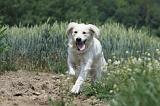 GOLDEN RETRIEVER 647